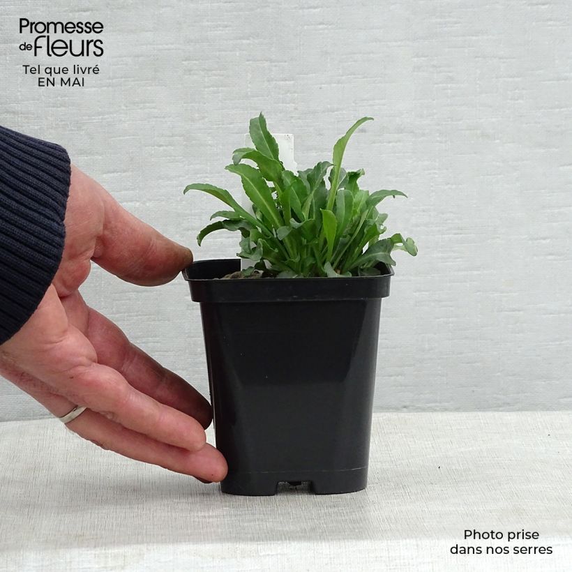 Exemplaar van Campanula persicifolia Alba - Prachtklokje Kweekpotje van 8/9 cm zoals geleverd in de lente