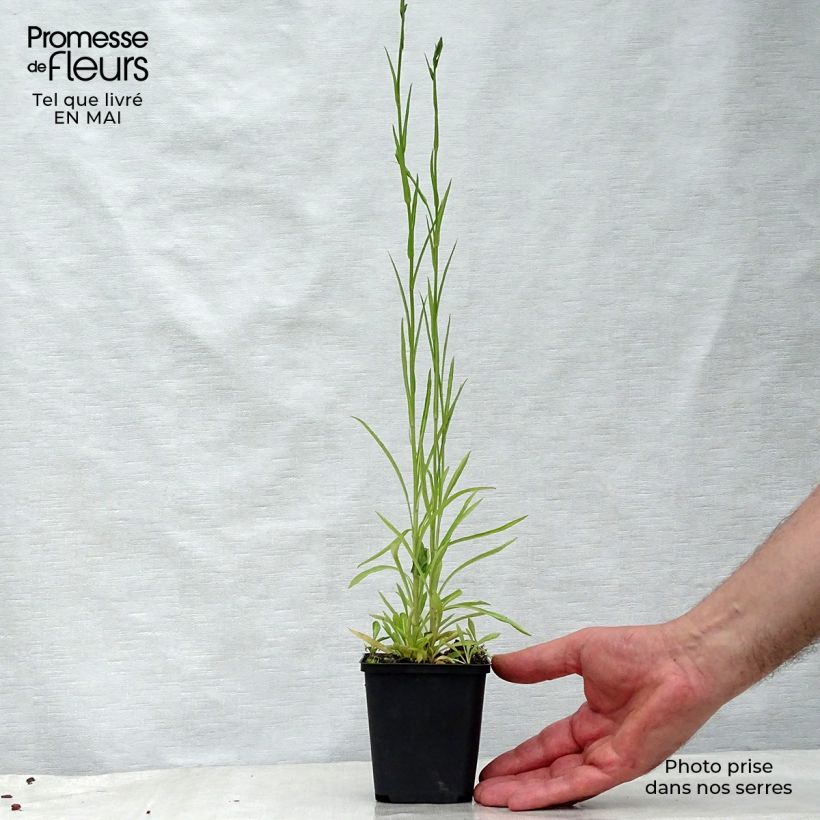 Exemplaar van Campanula persicifolia La Belle - Prachtklokje Kweekpotje van 8/9 cm zoals geleverd in de lente