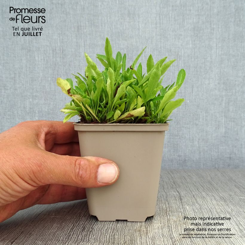 Exemplaar van Campanula persicifolia La Belle - Prachtklokje Kweekpotje van 8/9 cm zoals geleverd in de zomer