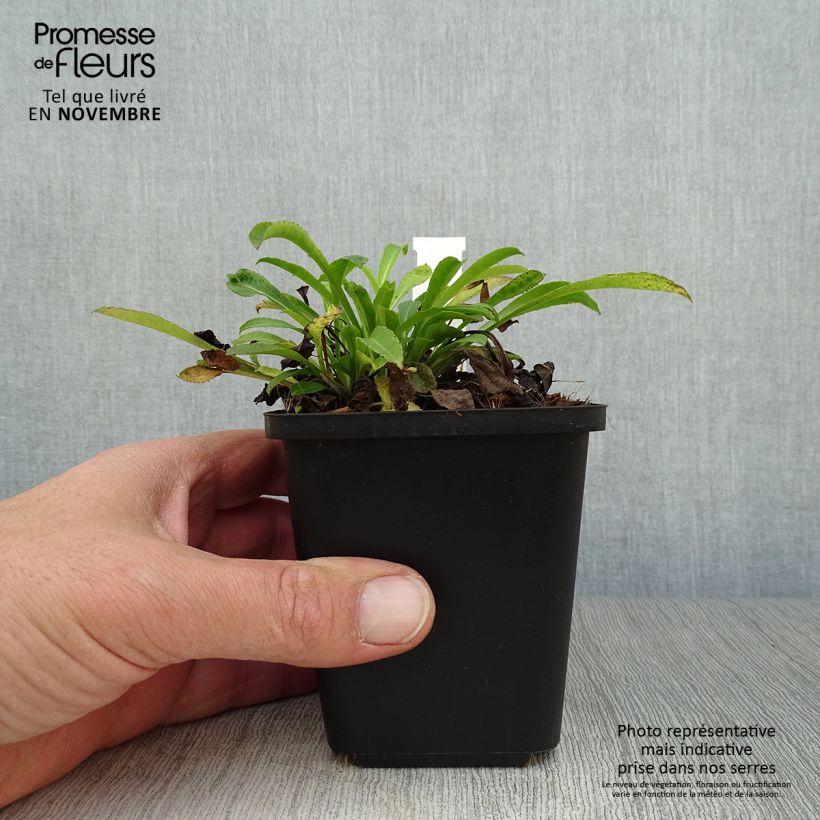 Exemplaar van Campanula persicifolia - Prachtklokje Kweekpotje van 8/9 cm zoals geleverd in de herfst