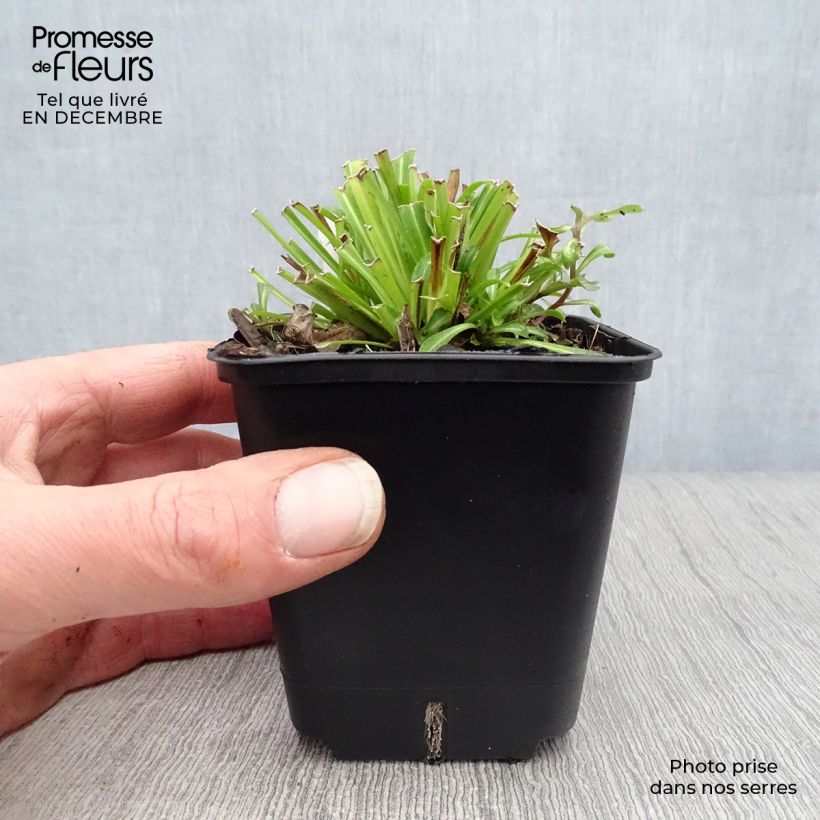 Example of Campanule à feuilles de pêcher - Campanula persicifolia Kweekpotje van 8/9 cm as you get in hiver