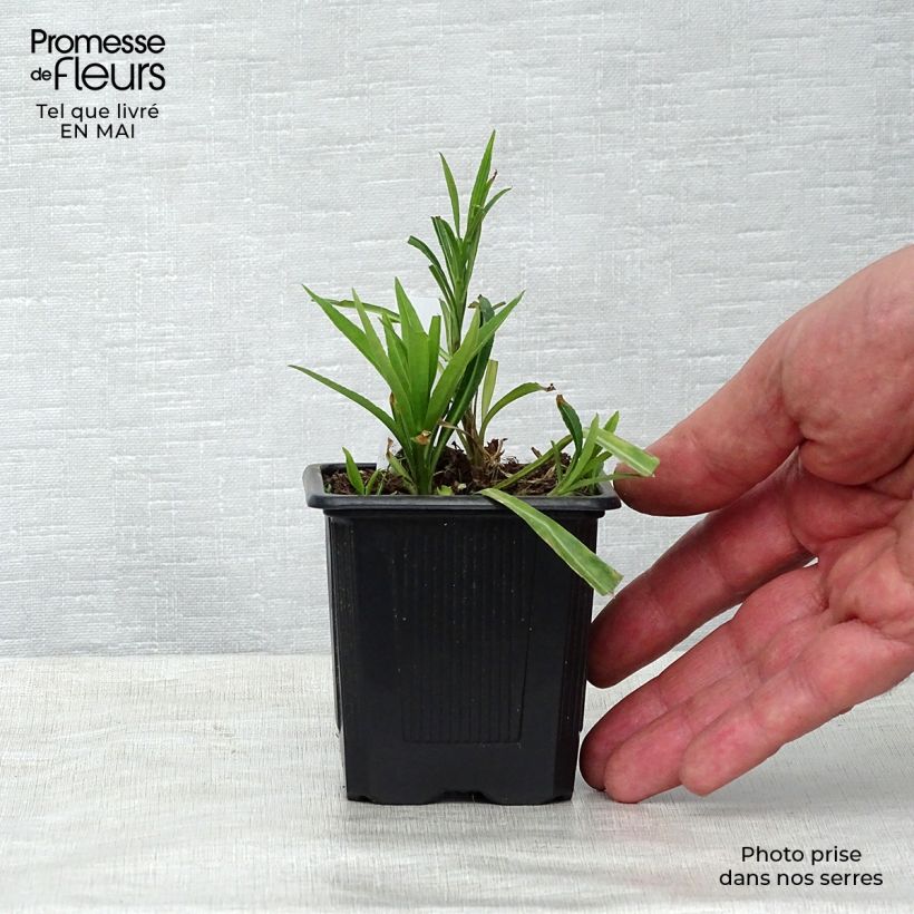 Exemplaar van Campanula persicifolia - Prachtklokje Kweekpotje van 8/9 cm zoals geleverd in de lente