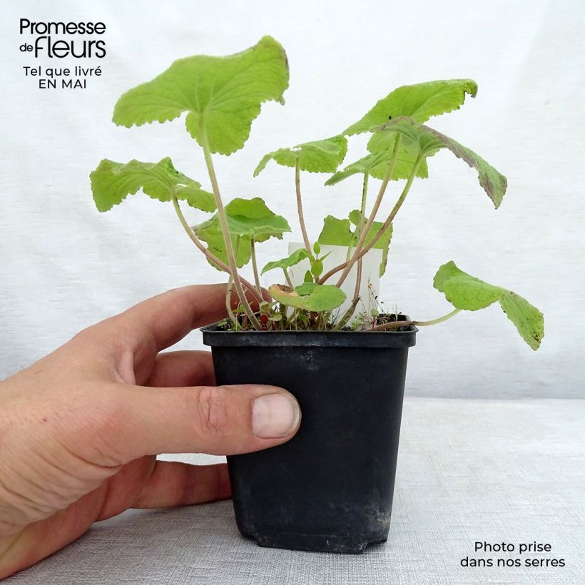 Exemplaar van Campanula alliariifolia - Klokje Kweekpotje van 8/9 cm zoals geleverd in de lente