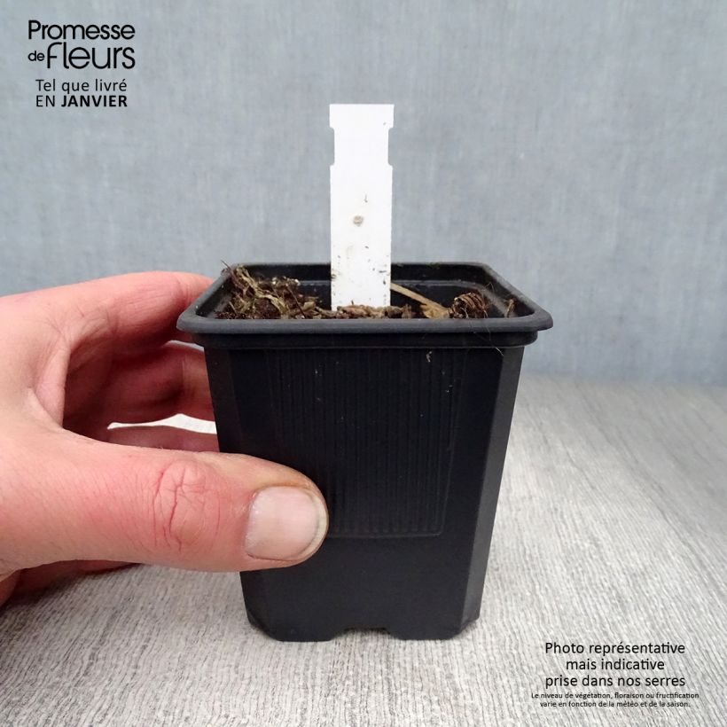 Example of Campanule alliariifolia Kweekpotje van 8/9 cm as you get in hiver