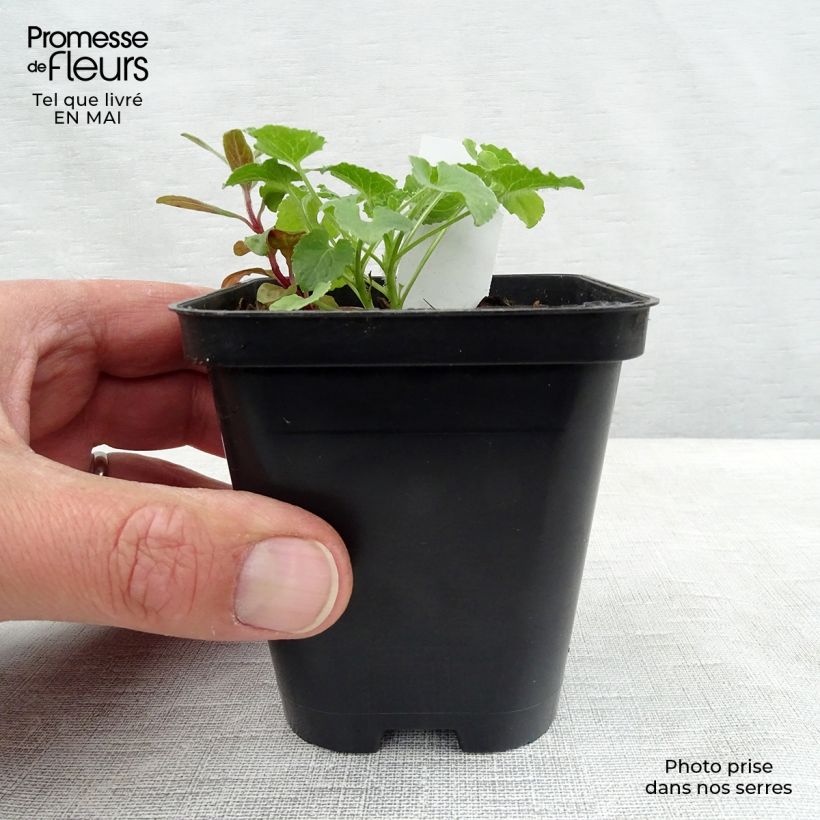 Exemplaar van Campanula carpatica Alba - Karpatenklokje wit Kweekpotje van 8/9 cm zoals geleverd in de lente