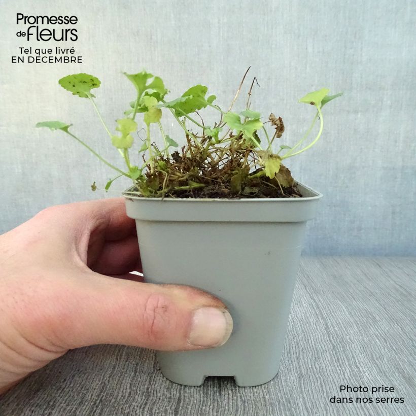 Example of Campanula carpatica Alba - Karpatenklokje wit Kweekpotje van 8/9 cm as you get in hiver