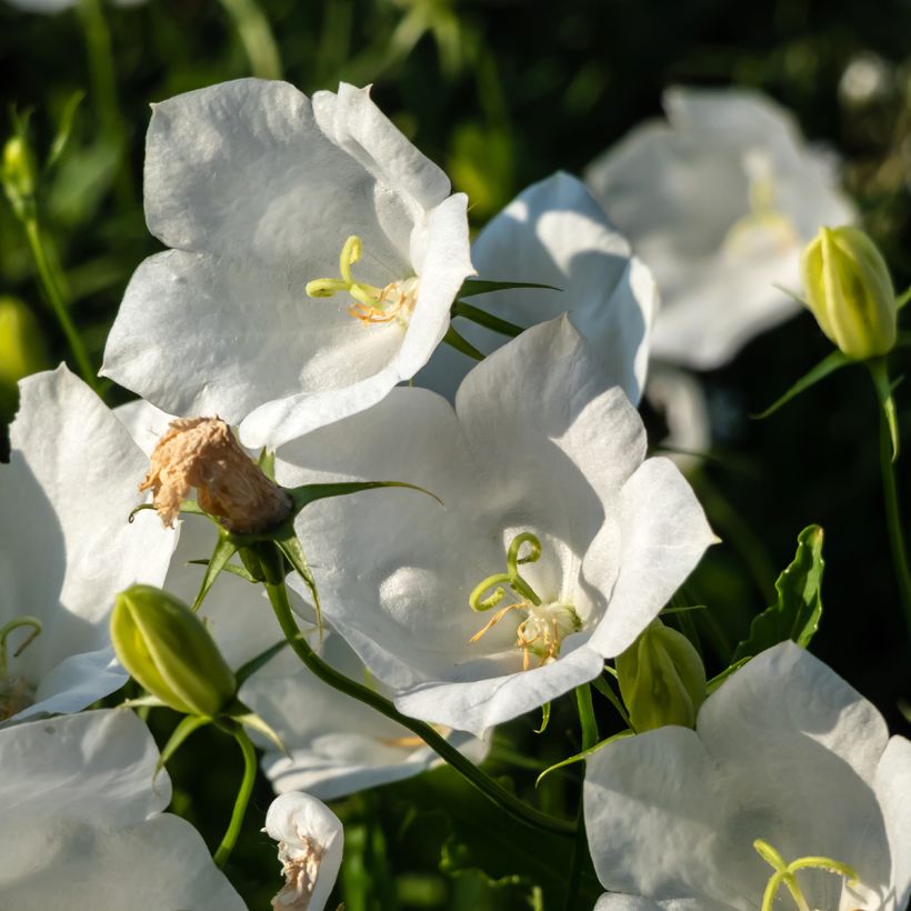 Campanula carpatica Alba - Karpatenklokje wit (Bloei)