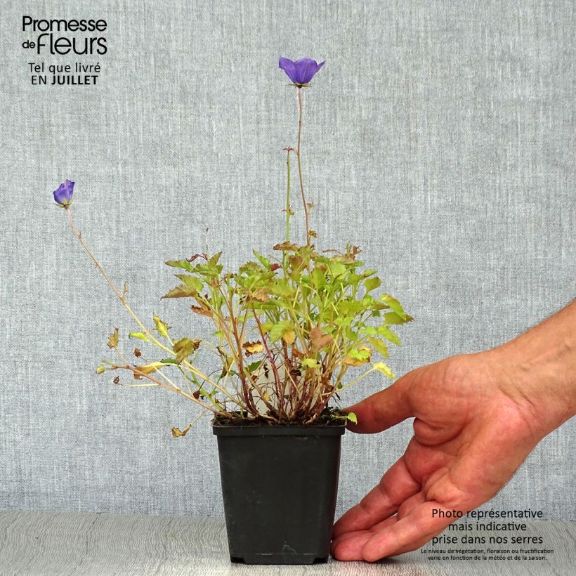 Exemplaar van Campanula carpatica - Karpatenklokje Kweekpotje van 8/9 cm zoals geleverd in de zomer
