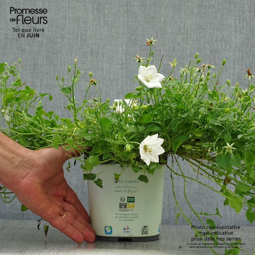 Exemplaar van Campanula carpatica Clips - Karpatenklokje wit Pot van 2 l/3 l zoals geleverd in de zomer