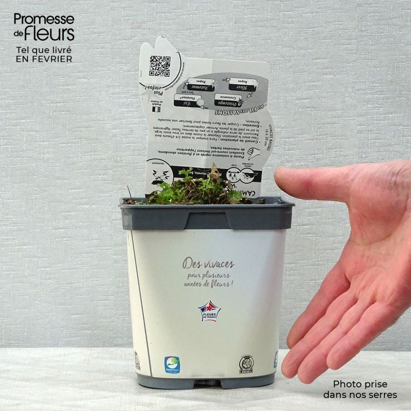 Example of Campanula carpatica Clips - Karpatenklokje wit Pot van 2 l/3 l as you get in hiver