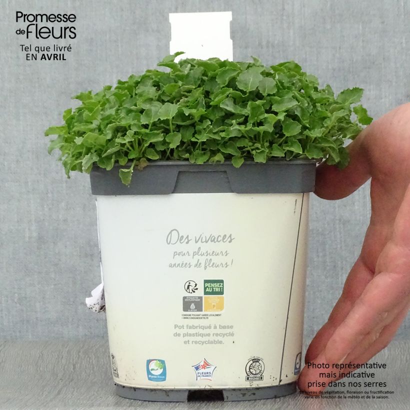 Exemplaar van Campanula carpatica Clips - Karpatenklokje wit Pot van 2 l/3 l zoals geleverd in de lente