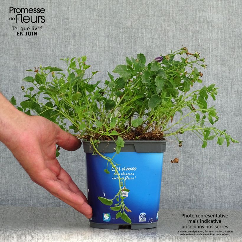 Exemplaar van Campanula carpatica Clips bleue - Karpatenklokje Pot van 2 l/3 l zoals geleverd in de zomer