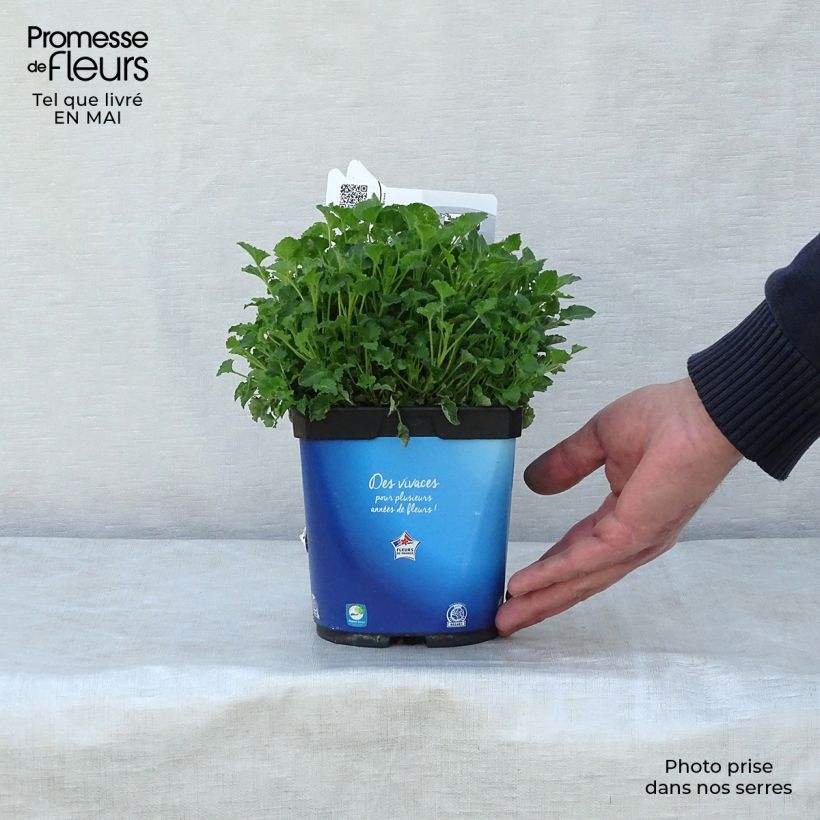 Exemplaar van Campanula carpatica Clips bleue - Karpatenklokje Pot van 2 l/3 l zoals geleverd in de lente