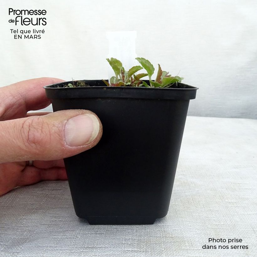 Exemplaar van Campanula carpatica Karl Foerster - Karpatenklokje Kweekpotje van 8/9 cm zoals geleverd in de lente