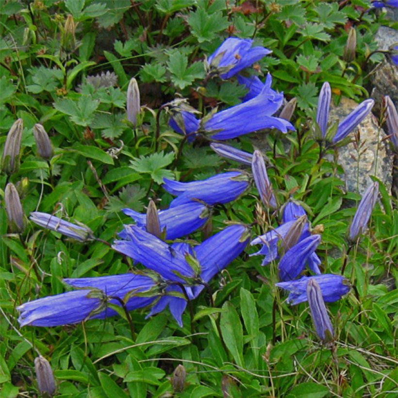 Campanula chamissonii Major - Klokje (Bloei)