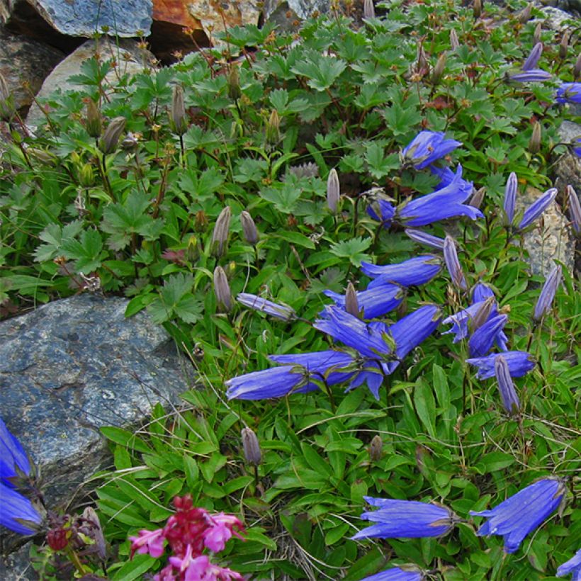 Campanula chamissonii Major - Klokje (Groeiplaats)