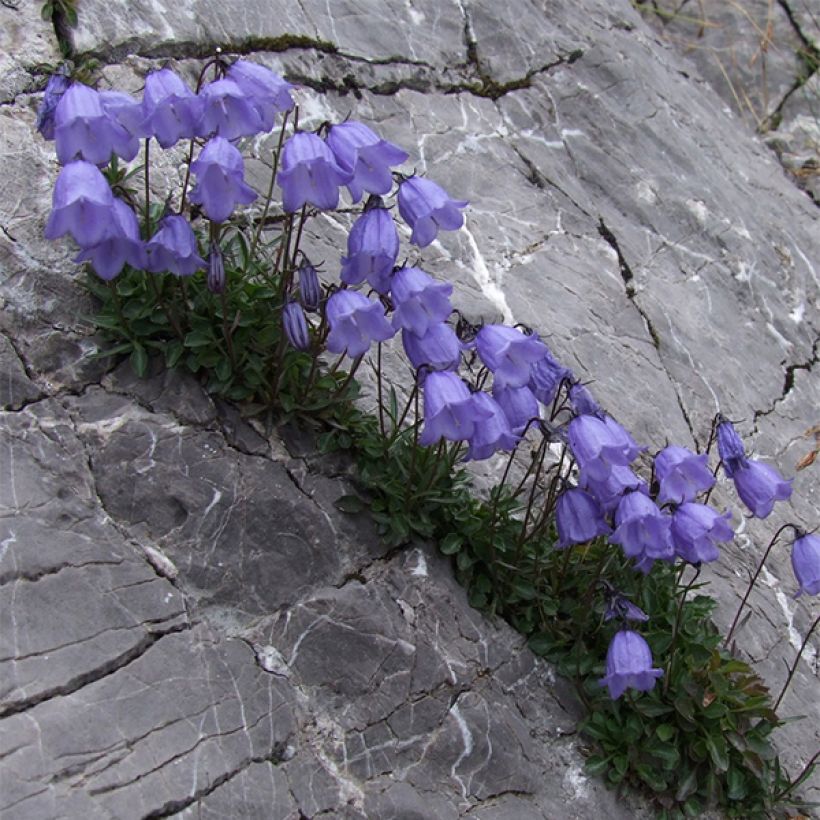 Campanula cochleariifolia - Klokje (Plant habit)
