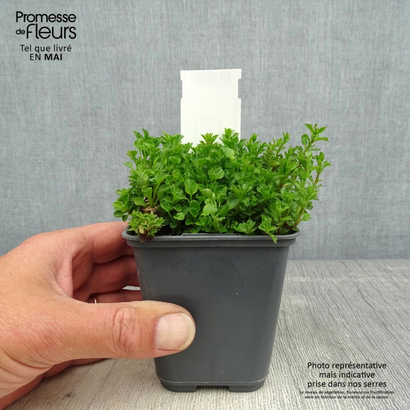 Exemplaar van Campanula cochleariifolia Bavaria Blue - Klokje Kweekpotje van 8/9 cm zoals geleverd in de lente