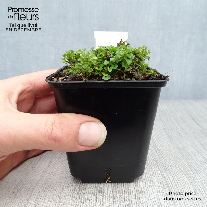 Example of Campanule des murs - Campanula portenschlagiana (muralis) Kweekpotje van 7/8 cm as you get in hiver