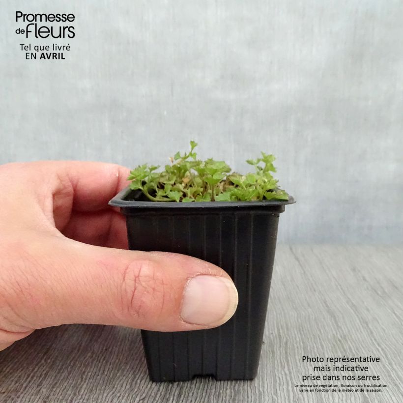 Exemplaar van Campanula portenschlagiana - Dalmatiëklokje Kweekpotje van 7/8 cm zoals geleverd in de lente