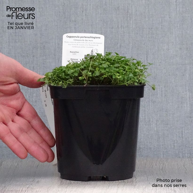 Example of Campanule des murs - Campanula portenschlagiana (muralis) Pot van 2 l/3 l as you get in hiver