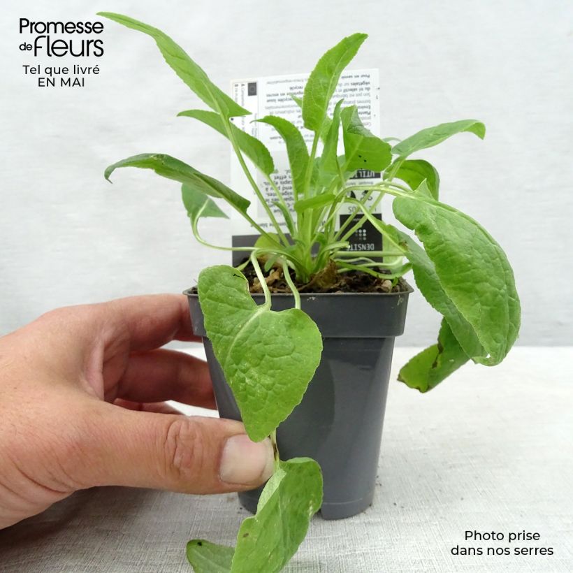 Exemplaar van Campanula glomerata Alba - Kluwenklokje wit Kweekpotje van 8/9 cm zoals geleverd in de lente