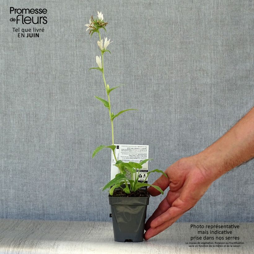Exemplaar van Campanula glomerata Alba - Kluwenklokje wit Kweekpotje van 8/9 cm zoals geleverd in de zomer
