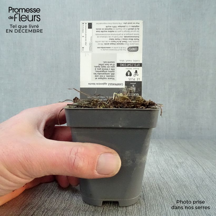 Example of Campanula glomerata Alba - Kluwenklokje wit Kweekpotje van 8/9 cm as you get in hiver