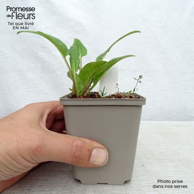 Exemplaar van Campanula glomerata Caroline - Kluwenklokje Kweekpotje van 8/9 cm zoals geleverd in de lente