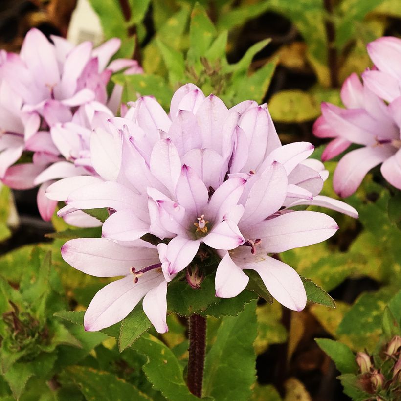 Campanula glomerata Caroline - Kluwenklokje (Bloei)