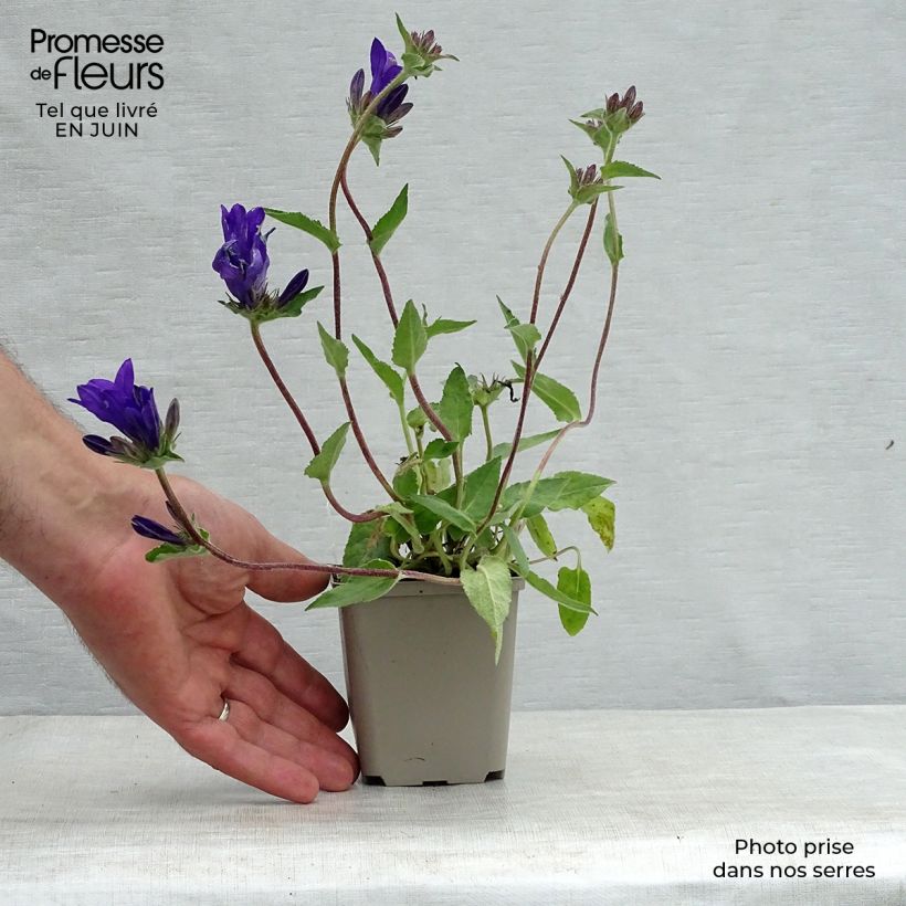Exemplaar van Campanula glomerata Joan Elliot - Kluwenklokje Kweekpotje van 8/9 cm zoals geleverd in de zomer