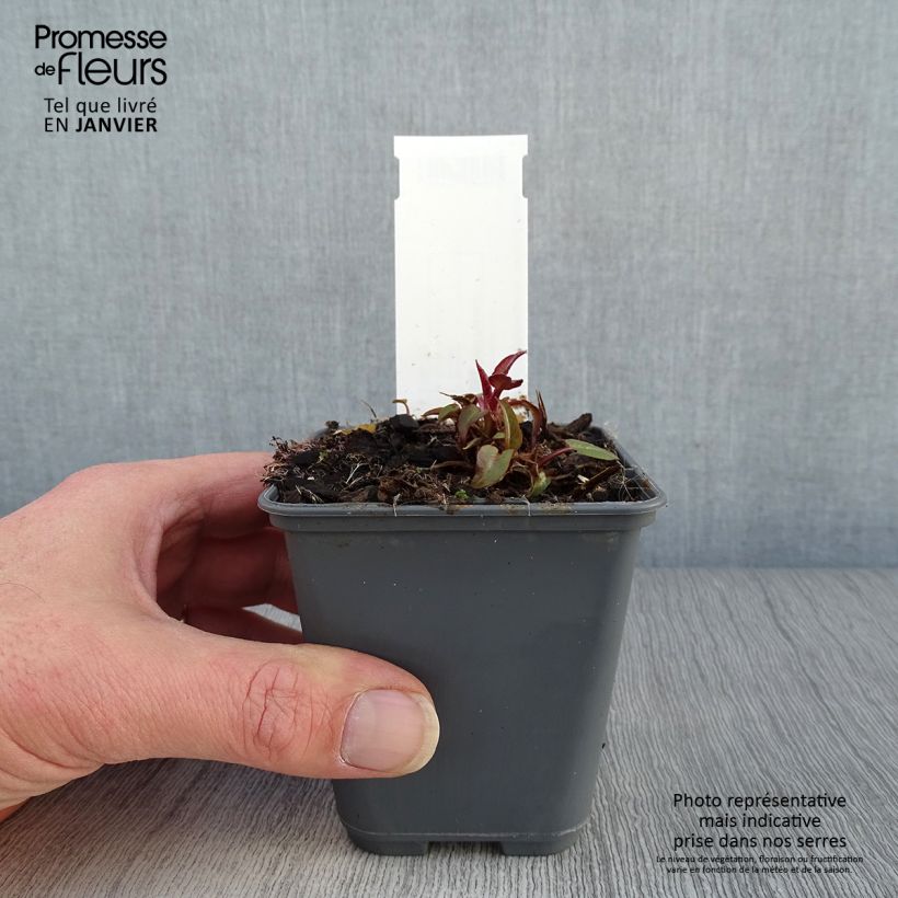 Example of Campanula glomerata var. dahurica - Kluwenklokje Kweekpotje van 8/9 cm as you get in hiver