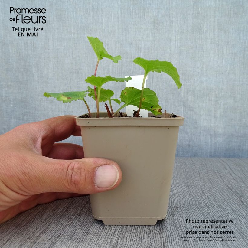 Exemplaar van Campanula Iridescent Bells - Klokje Kweekpotje van 8/9 cm zoals geleverd in de lente