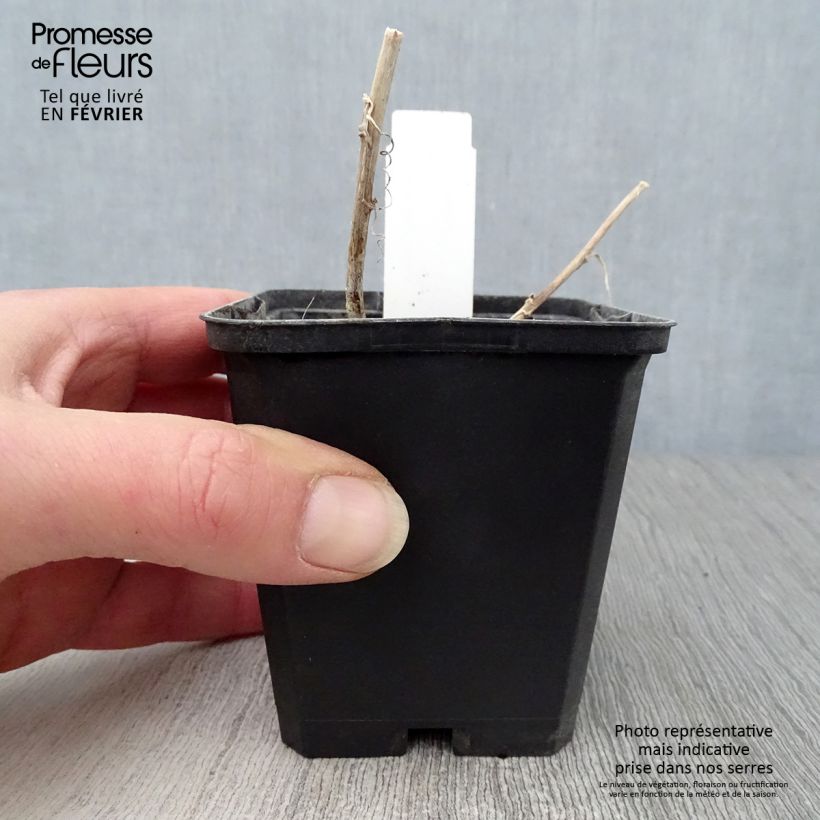 Example of Campanule hybride Kent Belle Kweekpotje van 8/9 cm as you get in hiver