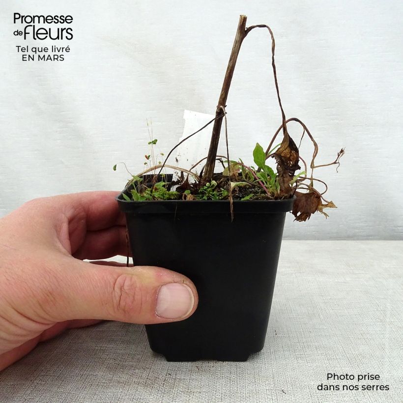 Exemplaar van Campanula Pink Octopus - Klokje Kweekpotje van 8/9 cm zoals geleverd in de lente