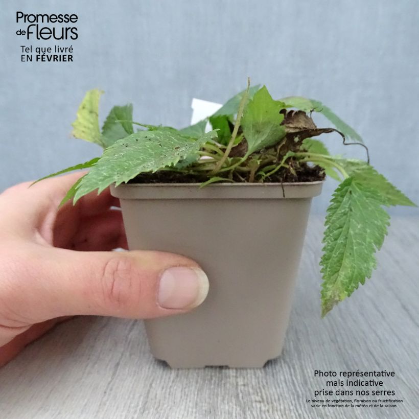 Example of Campanule hybride Pink Octopus Kweekpotje van 8/9 cm as you get in hiver