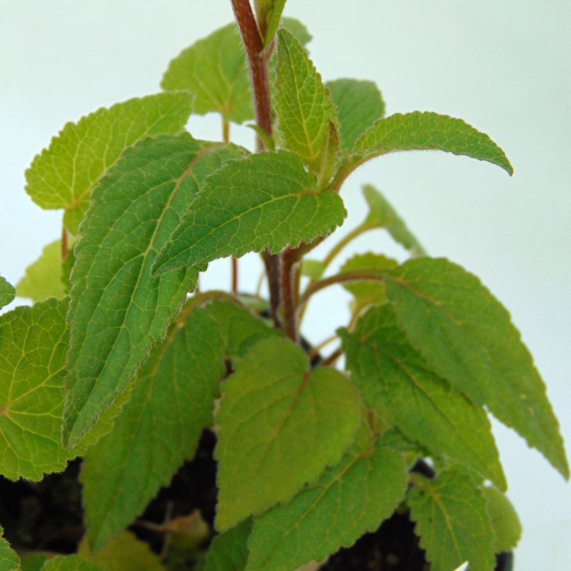 Campanula Ringsabell Indigo Blue - Koreaans klokje (Blad)