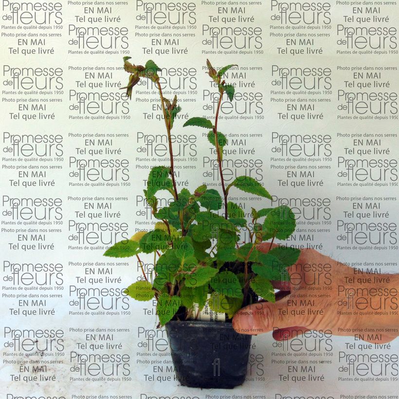 Voorbeeld van een exemplaar van Campanule Ringsabell Mulberry Rose - Koreaans klokje Kweekpotje van 8/9 cm zoals geleverd