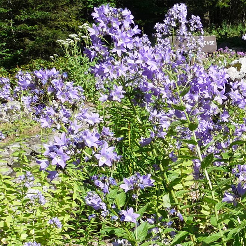 Campanula lactiflora - Klokje (Flowering)