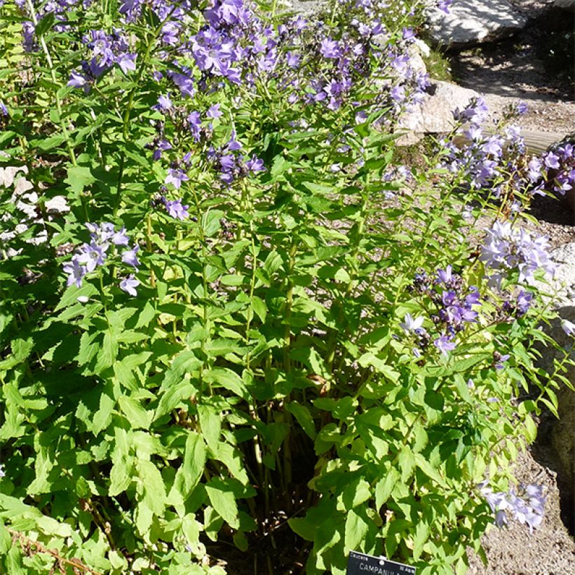 Campanula lactiflora - Klokje (Plant habit)