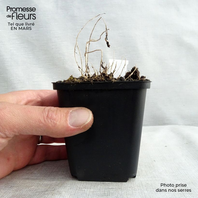 Exemplaar van Campanula lactiflora - Klokje Kweekpotje van 8/9 cm zoals geleverd in de lente