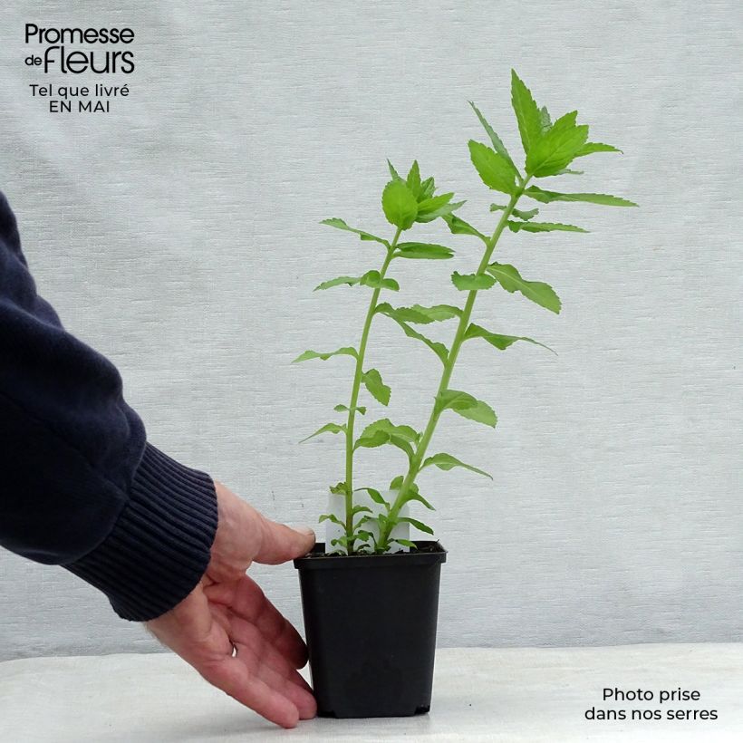 Exemplaar van Campanula lactiflora Loddon Anna - Klokje Kweekpotje van 7/8 cm zoals geleverd in de lente