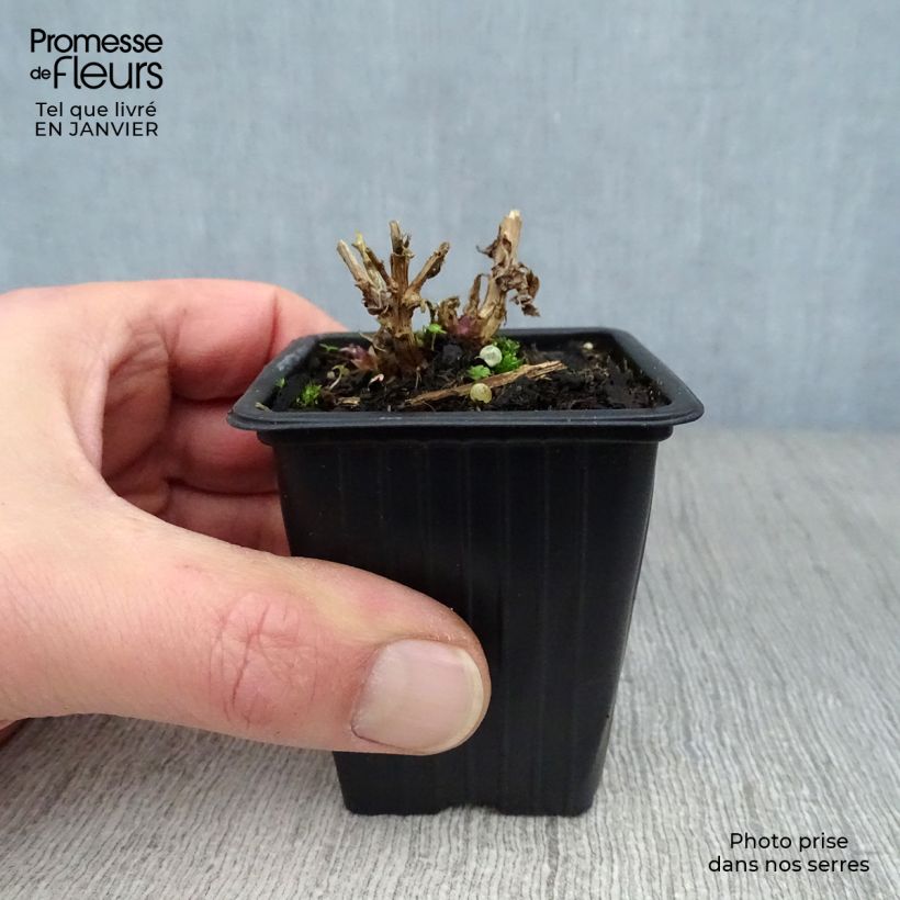 Example of Campanule lactiflora Loddon Anna - Campanule laiteuse rose pâle Kweekpotje van 7/8 cm as you get in hiver