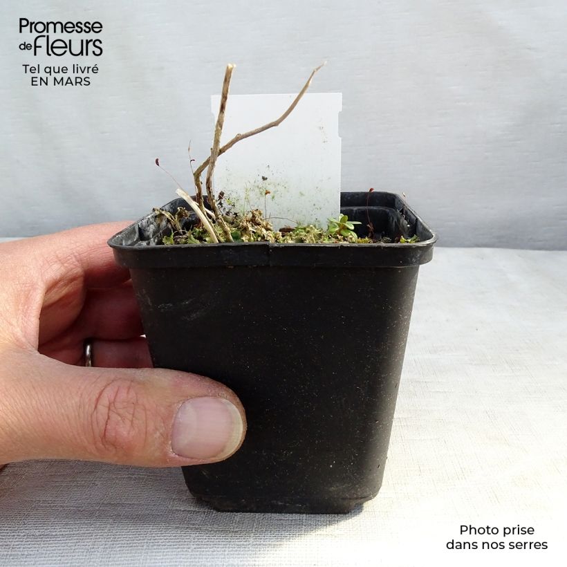 Example of Campanule lactiflora Prichard s variety Campanule laiteuse bleue Kweekpotje van 8/9 cm as you get in hiver