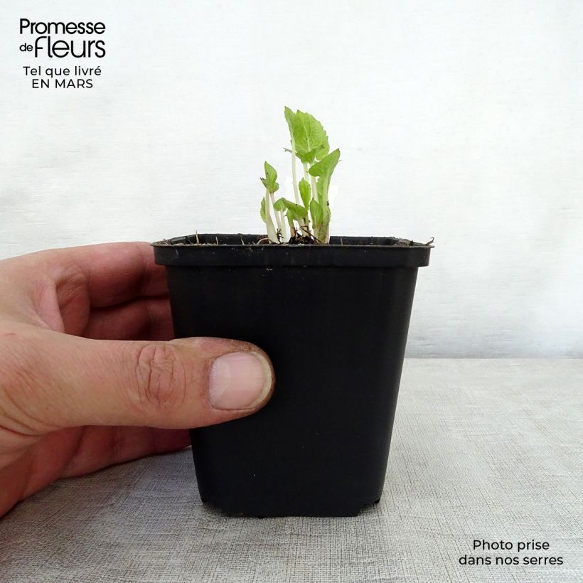 Exemplaar van Campanula latifolia var. macrantha - Breed klokje Kweekpotje van 8/9 cm zoals geleverd in de lente