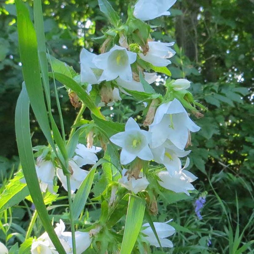 Campanula latifolia var. macrantha alba - Breed klokje wit (Flowering)