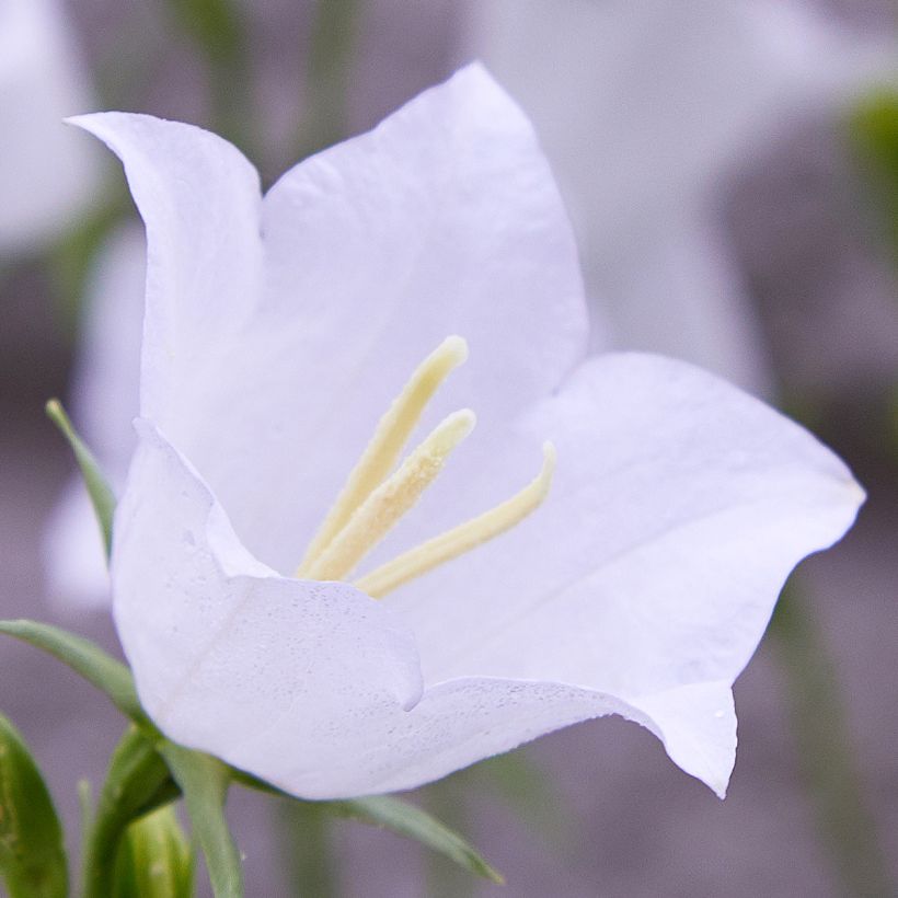 Campanula persicifolia var. planiflora f. alba - Perzikbladklokje wit (Bloei)