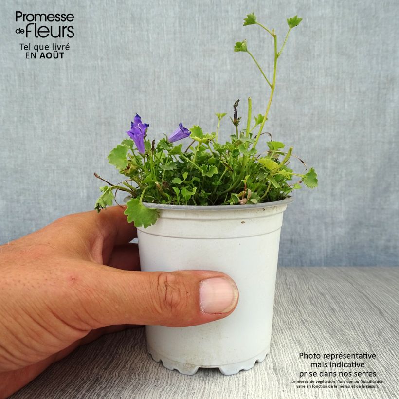 Exemplaar van Campanula poscharskyana - Kruipklokje Kweekpotje van 7/8 cm zoals geleverd in de zomer