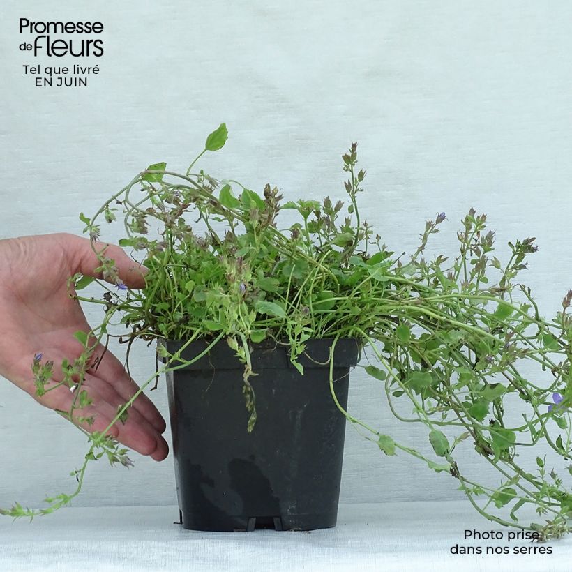 Exemplaar van Campanula poscharskyana - Kruipklokje Pot van 2 l/3 l zoals geleverd in de zomer