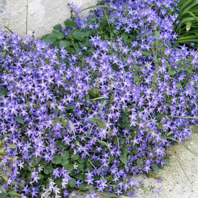 Campanula poscharskyana - Kruipklokje (Groeiplaats)